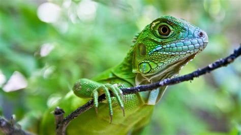 what are the cheapest animals